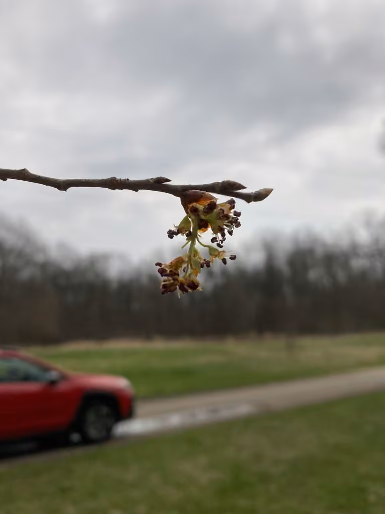 Cork elm, In flower