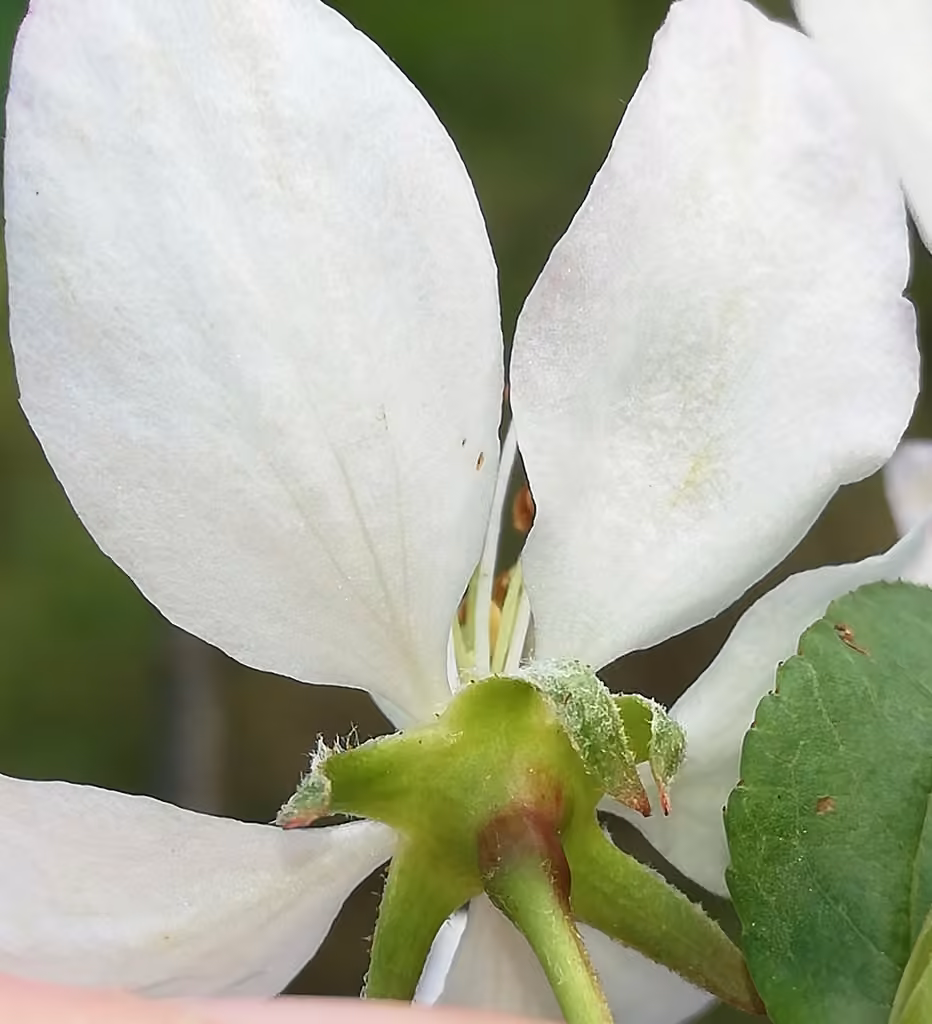 European crab apple
