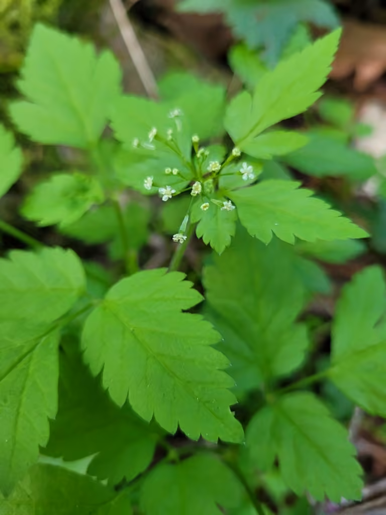 Osmorhize de Bertero, En fleurs