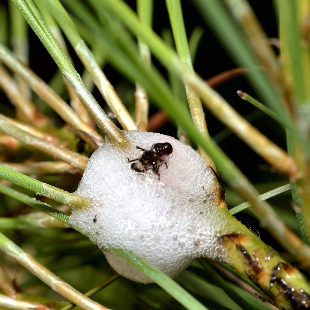 pine spittlebug, Nymph