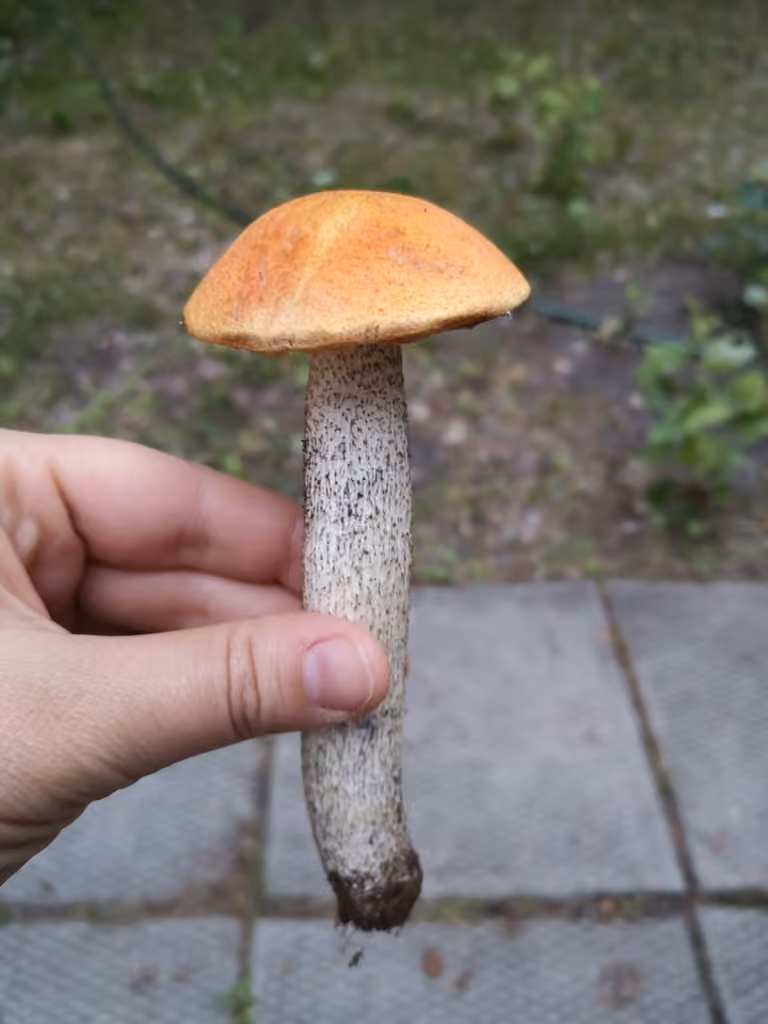 Orange Oak Bolete, photo 3 of 5