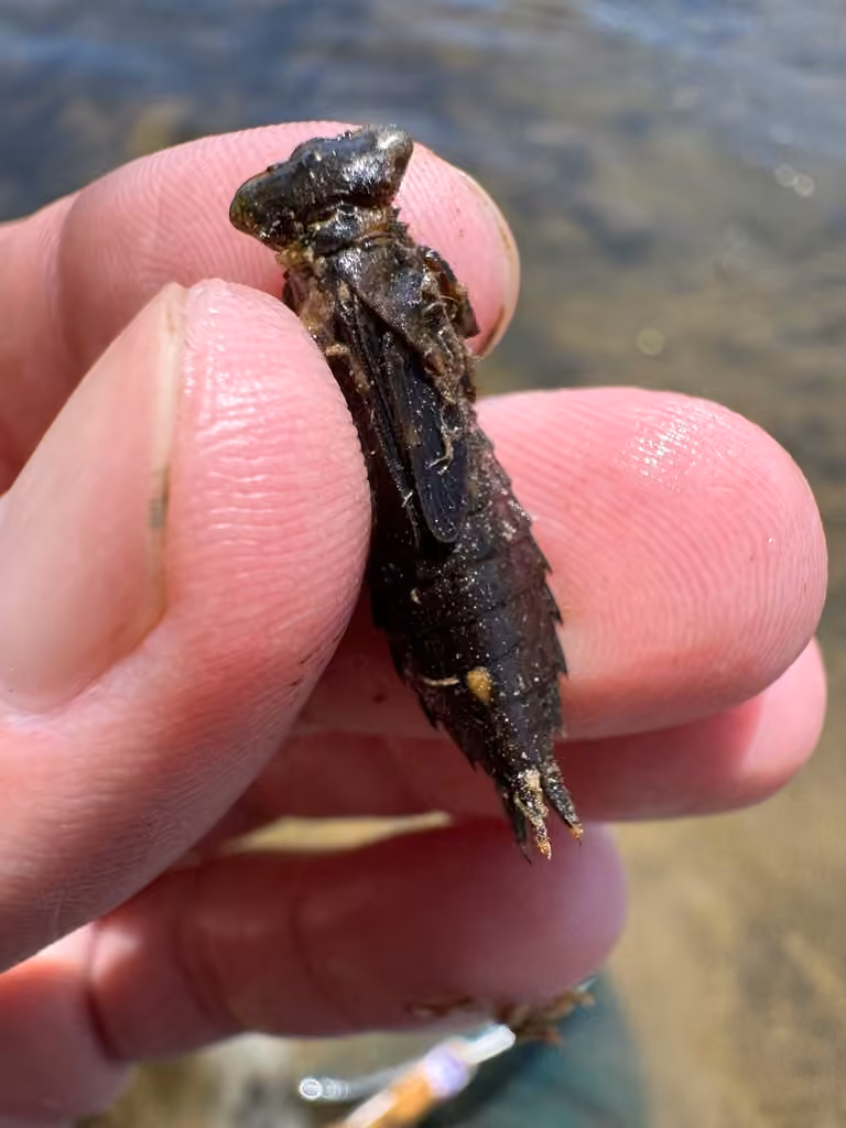 Ocellated Darner, Nymph