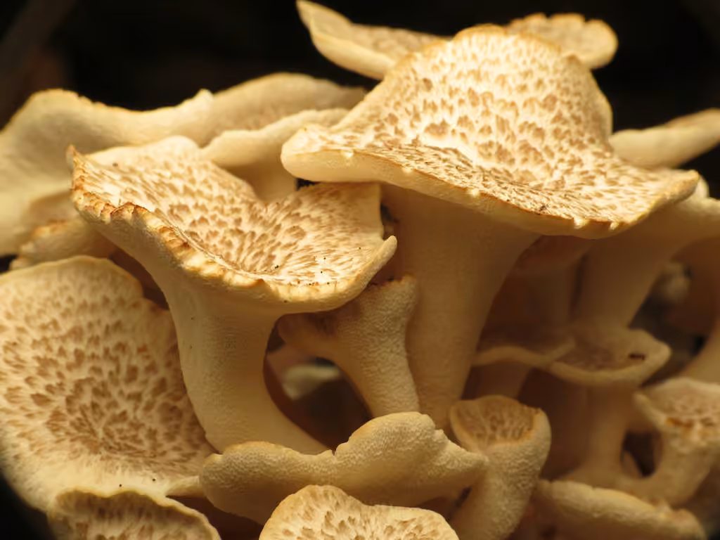 Umbrella Polypore, photo 3 of 5