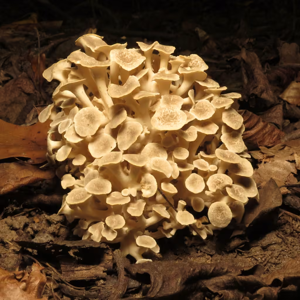 Umbrella Polypore