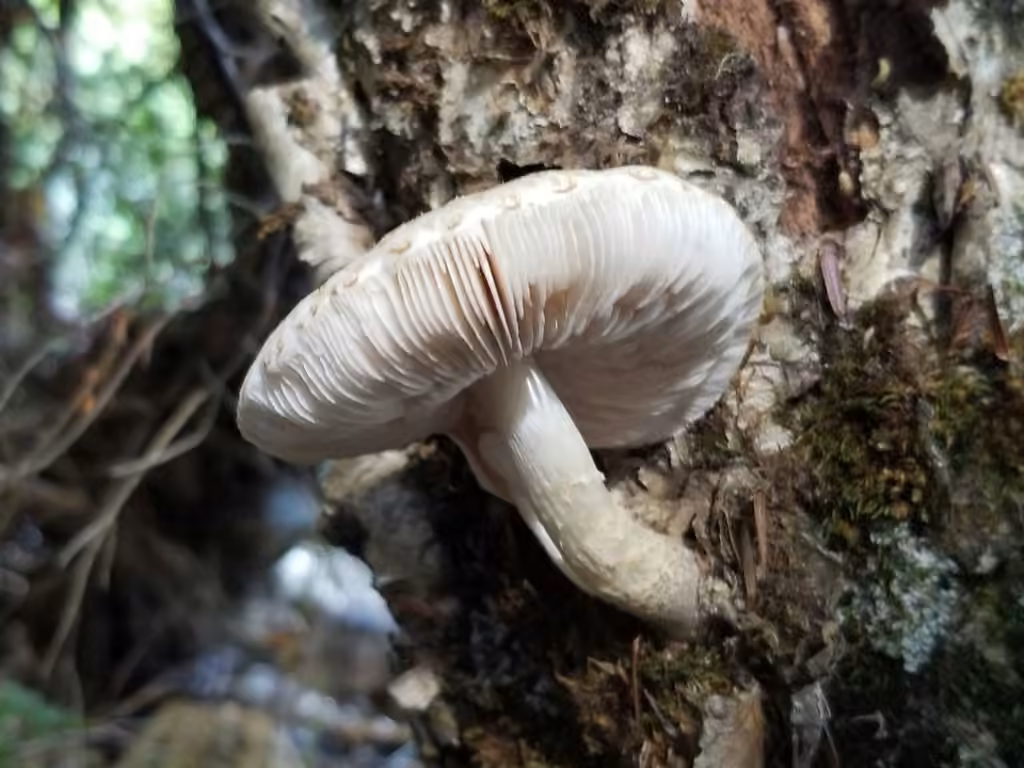 Pluteus leucoborealis, photo 1 of 5
