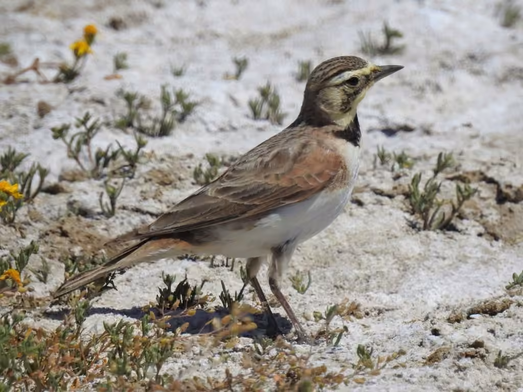 Horned Lark, Female
