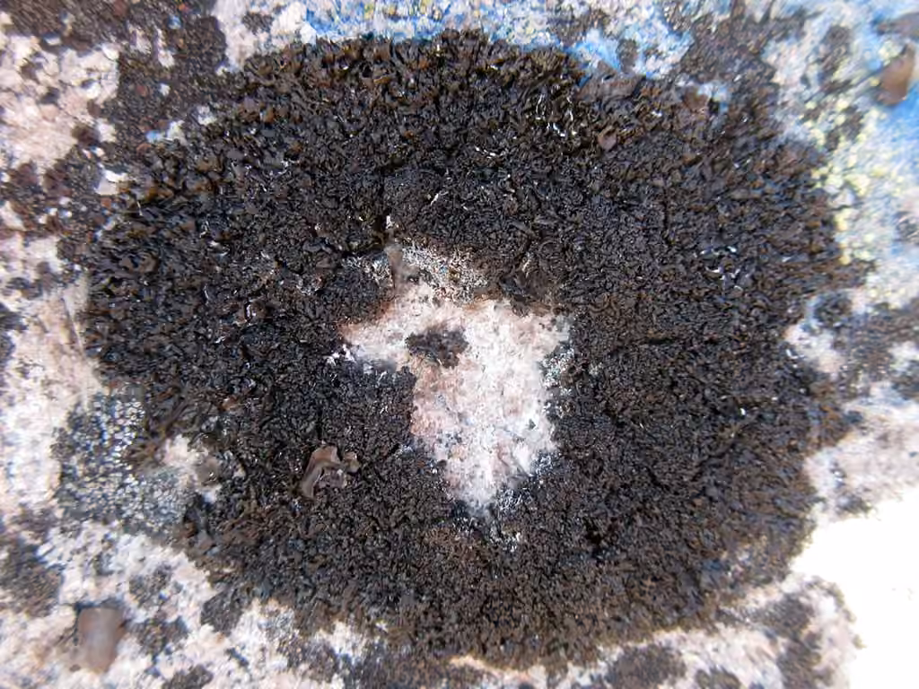 Shingled Camouflage Lichen, photo 2 of 5