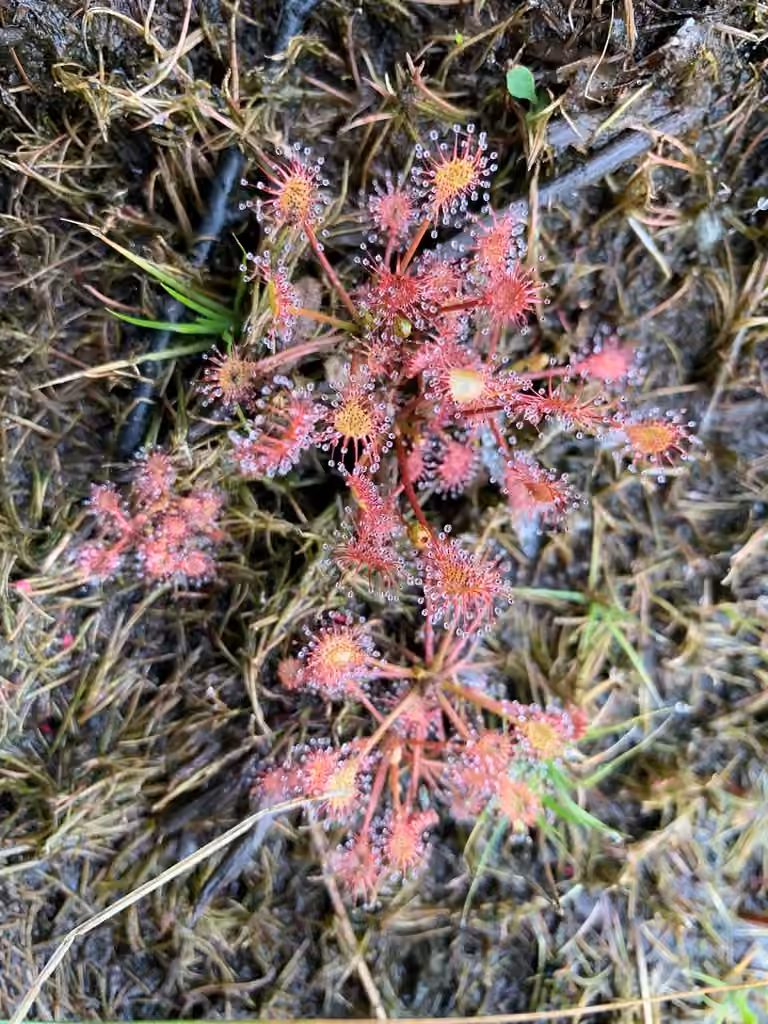 Oblong-leaved sundew, In fruit