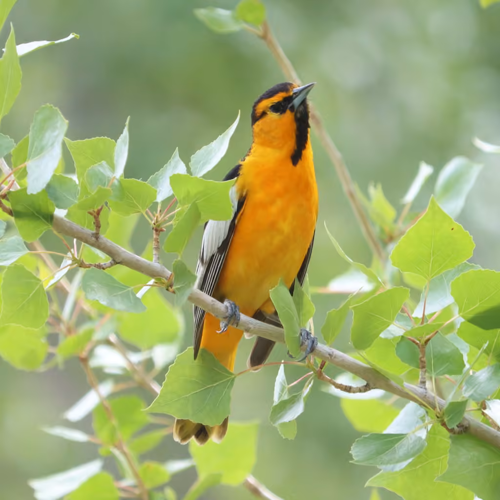 Oriole de Bullock, Mâle
