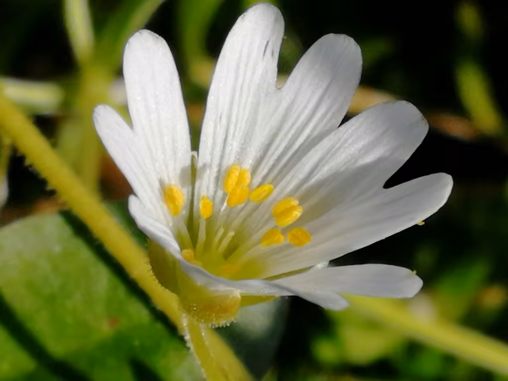 Starwort Mouse-ear, photo 3 of 5