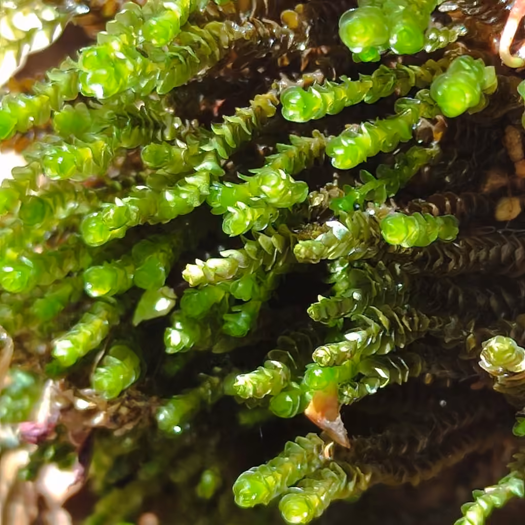 Aquatic notched rustwort