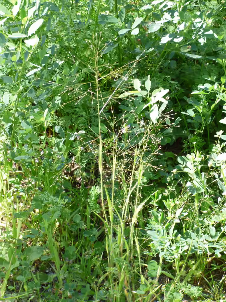 Gattinger's panicgrass, photo 3 of 5