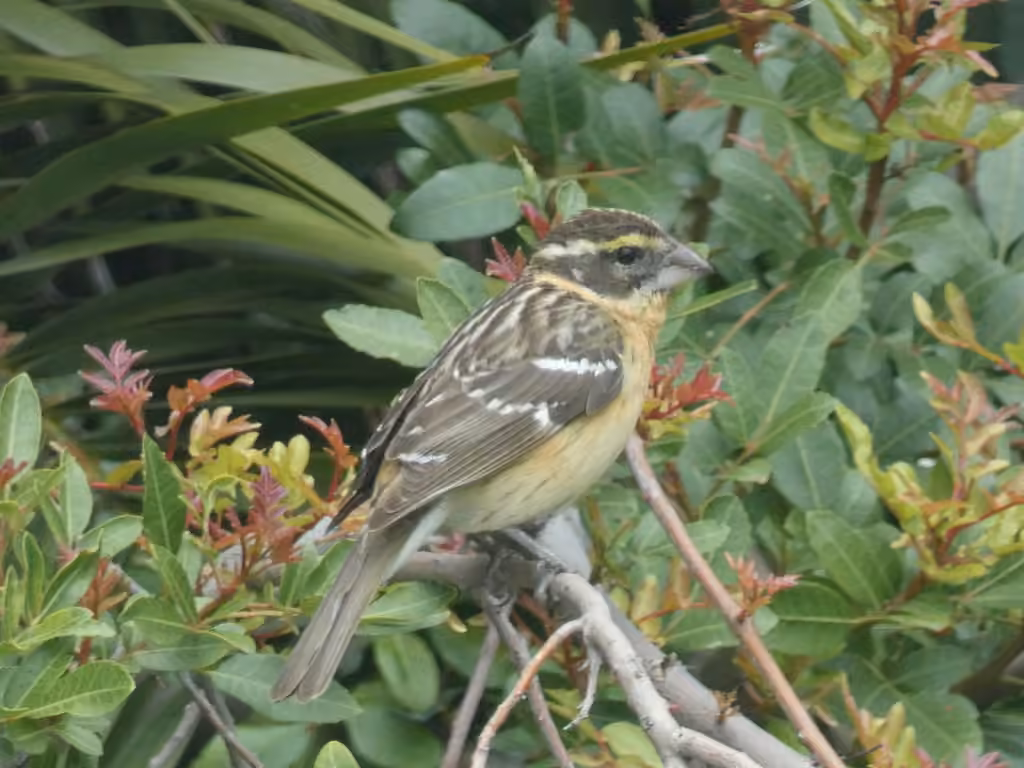 Black-headed Grosbeak, Female