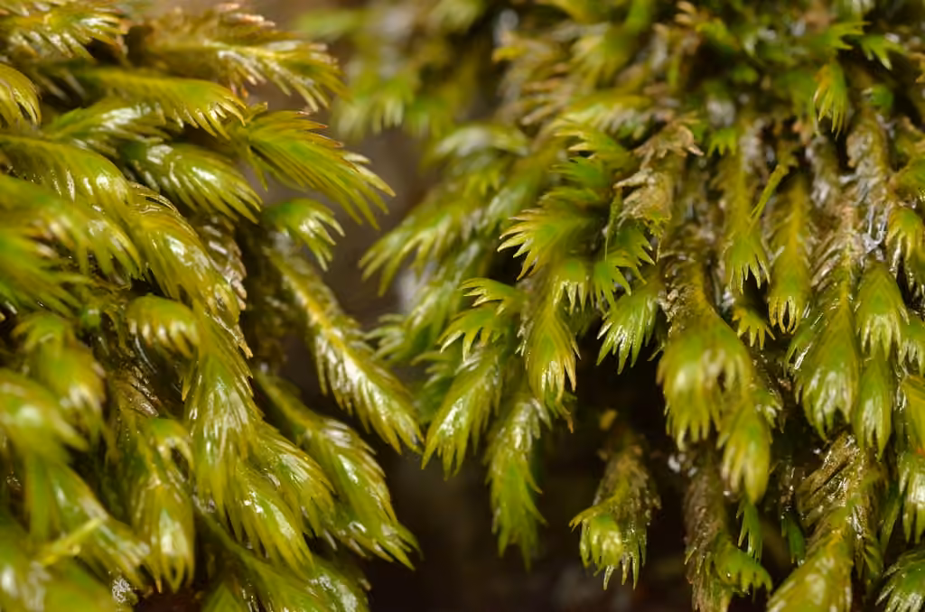 Largeleaf fissidens moss, photo 1 of 5