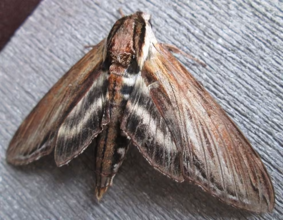 Laurel Sphinx, photo 3 of 5