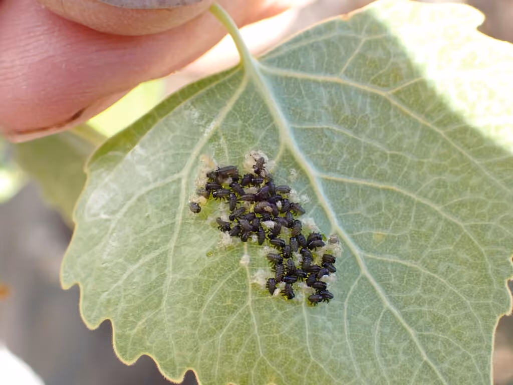 Cottonwood Leaf Beetle, Larva