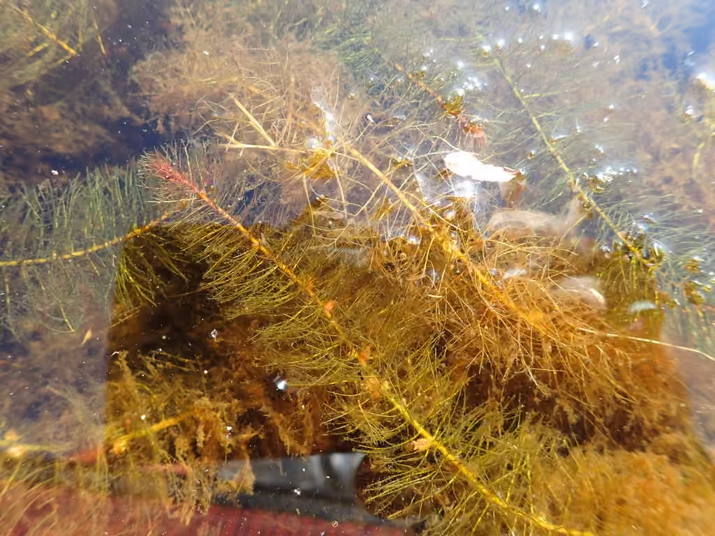 Myriophylle de Farwell, photo 3 sur 5