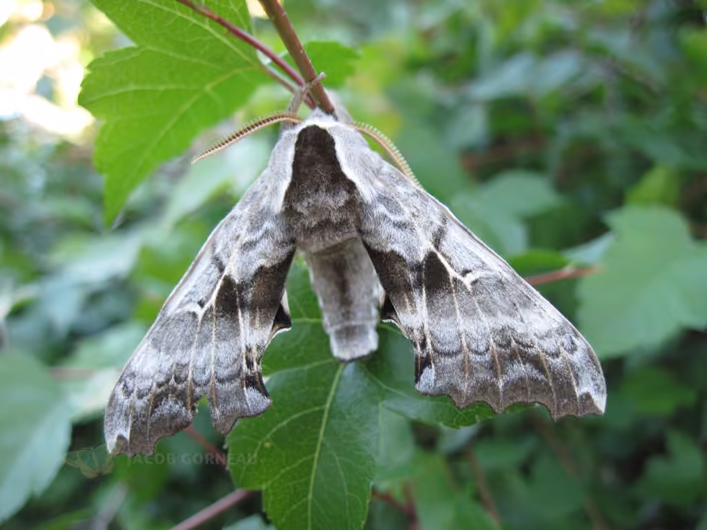 Sphinx du saule, Adulte
