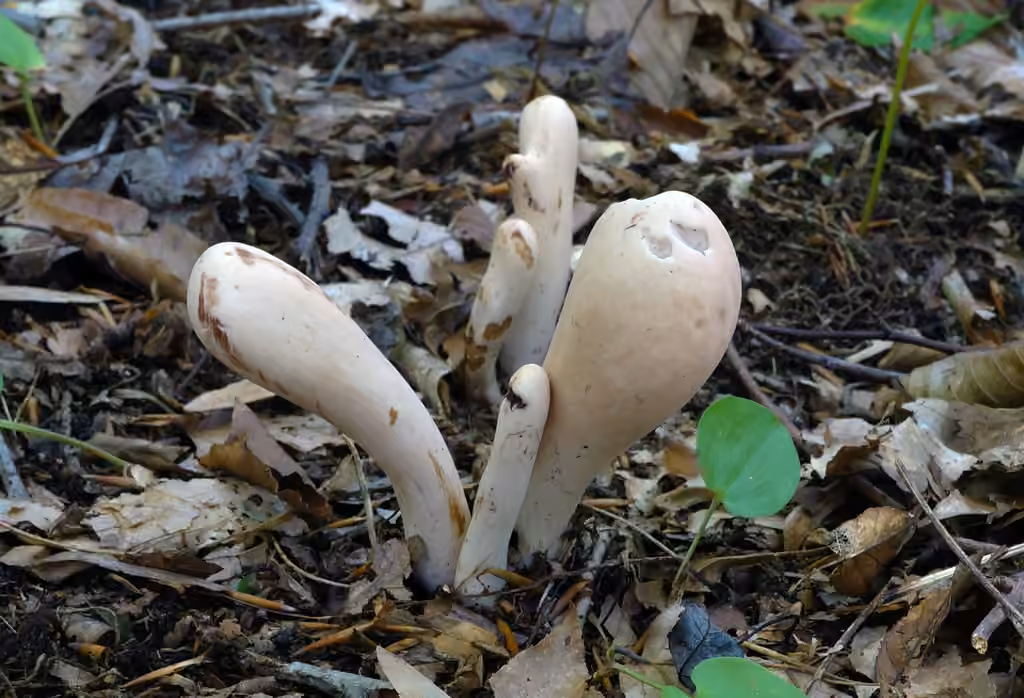 Clavaire en pilon, photo 2 sur 5