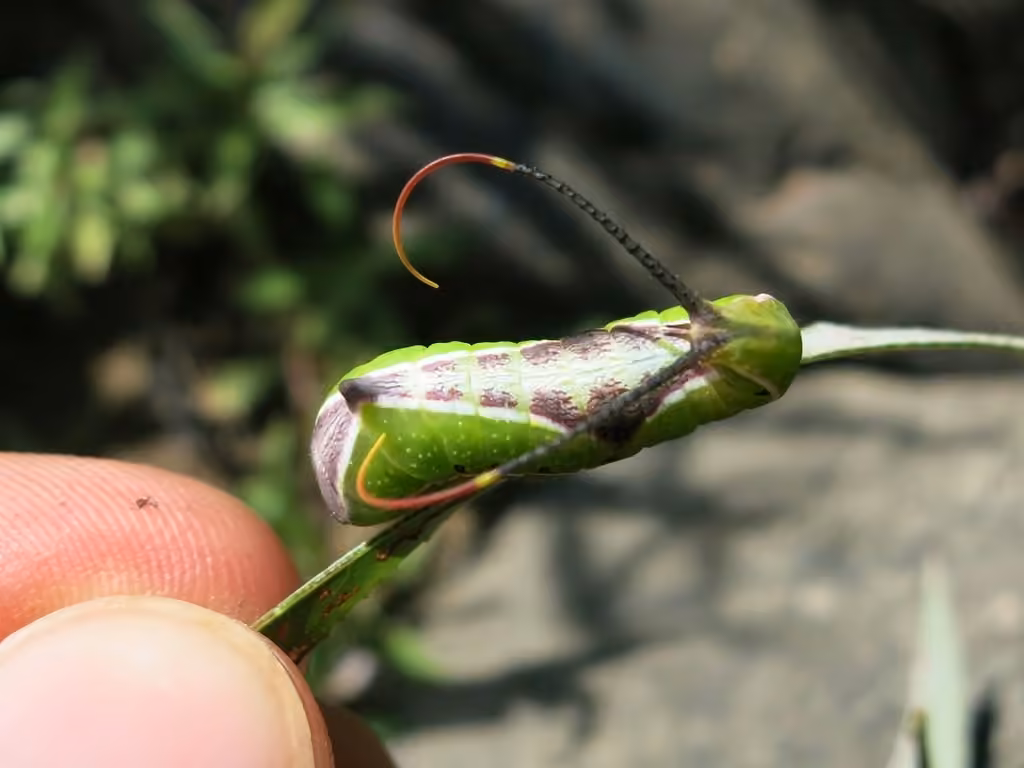 Black-etched Prominent Moth, photo 3 of 5