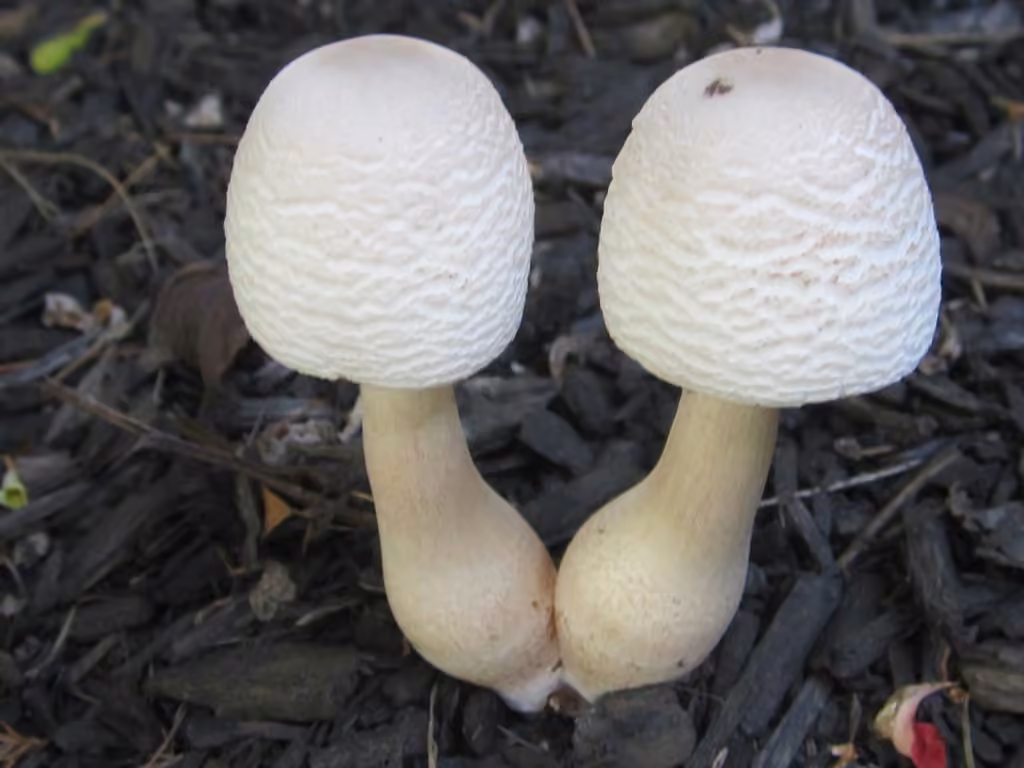 Reddening Lepiota, photo 3 of 5