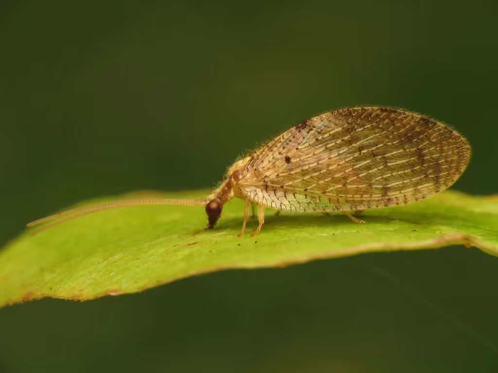 Hémérobe à épaules