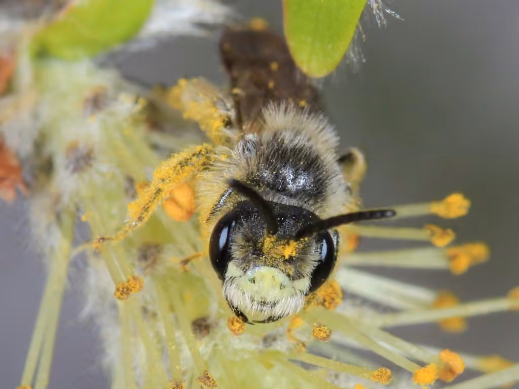 Cresson's Mining Bee, photo 1 of 5