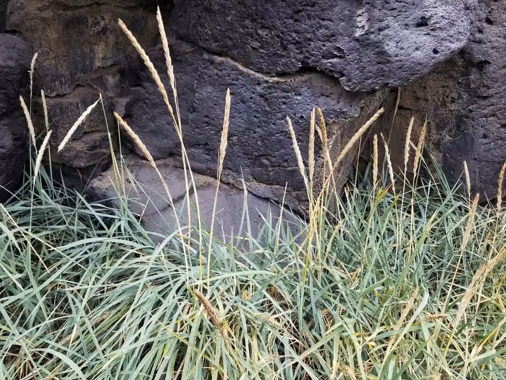 Sand ryegrass, photo 1 of 5