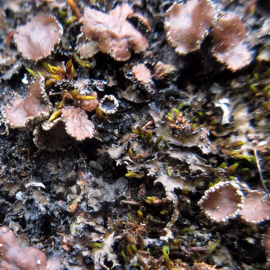 Rimmed Camouflage Lichen, photo 1 of 5