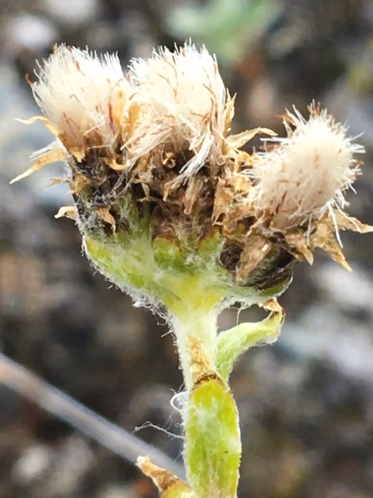 Antennaire alpine