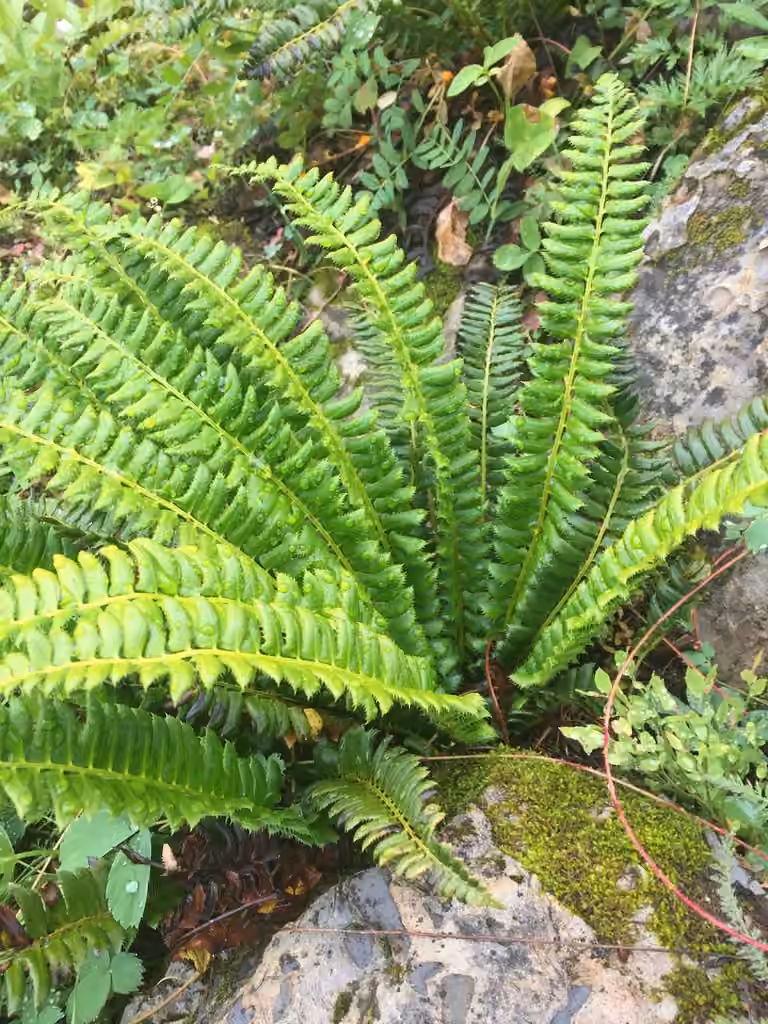 Hollyfern, photo 3 of 5