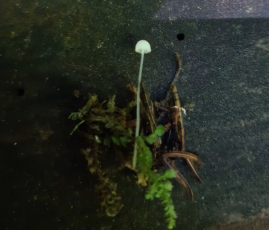 Slender White Bog Mushroom, photo 3 of 3