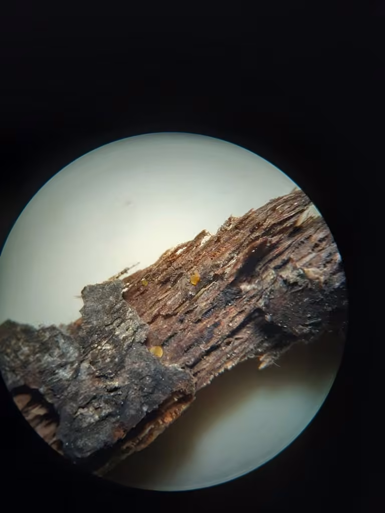 Orbilia eucalypti, photo 3 sur 5