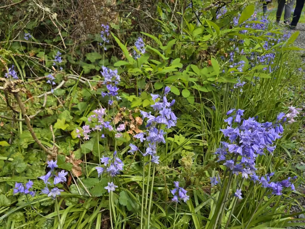 Bluebell, In flower