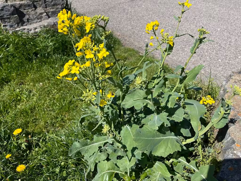 Colza, En fleurs