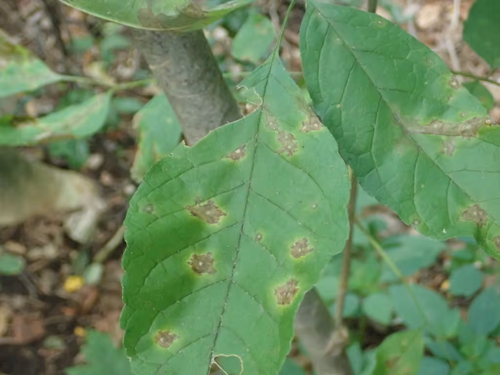 Mycosphaerella fraxinicola
