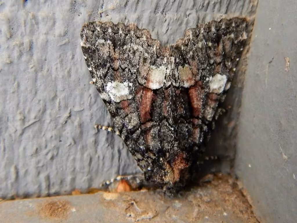 Wandering Brocade Moth, photo 2 sur 5