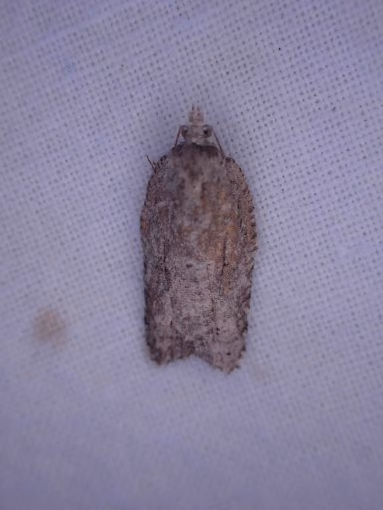 Black-lined Acleris, photo 2 of 5