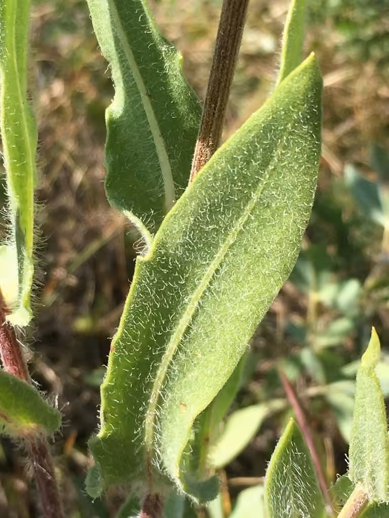 Gaillarde aristée, photo 3 sur 5