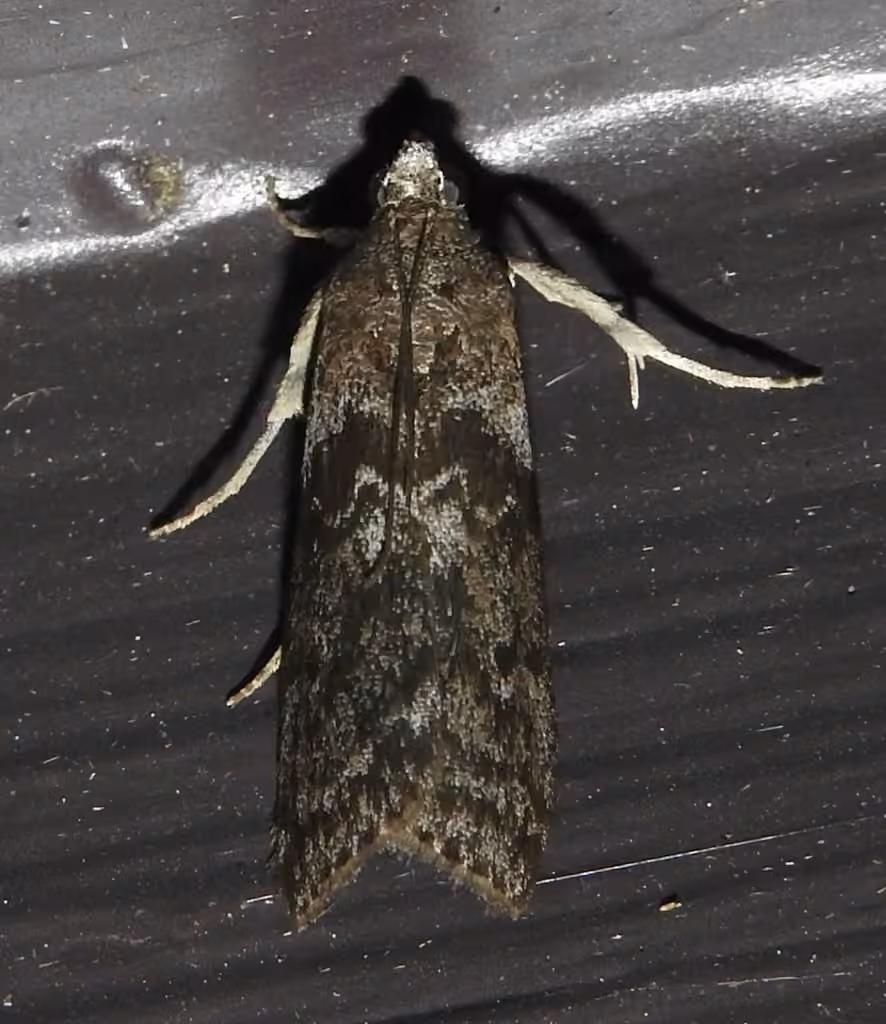 Locust Leafroller Moth