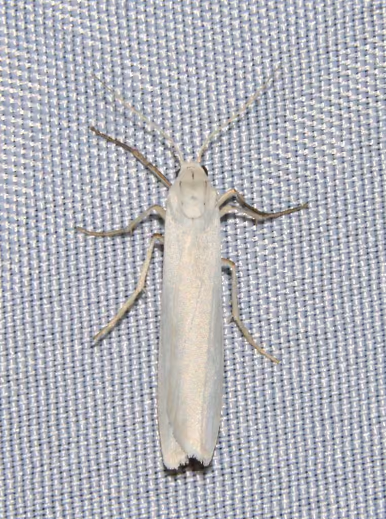 Pearly-winged Lichen Moth, photo 1 of 5