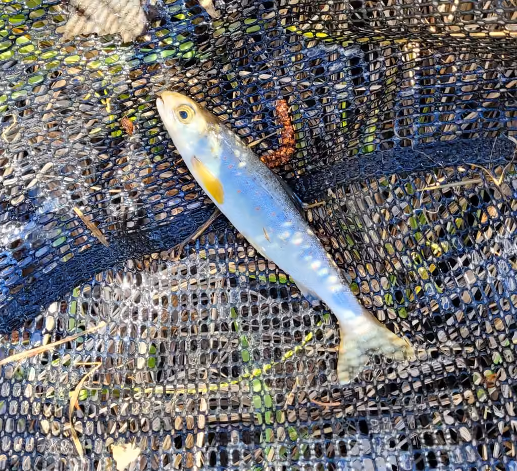 Atlantic Salmon, Juvenile