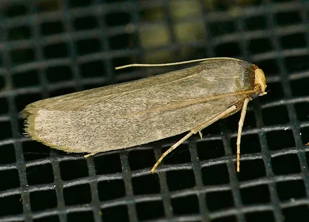 Lesser Wax Moth, Adult