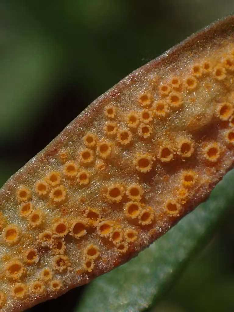 Spring beauty rust