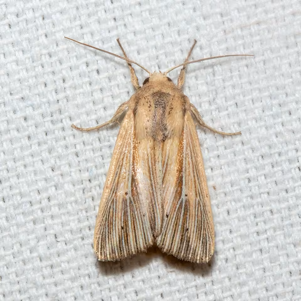 Many-lined Wainscot, Adulte