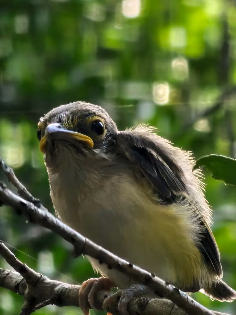White-eyed Vireo, Juvenile
