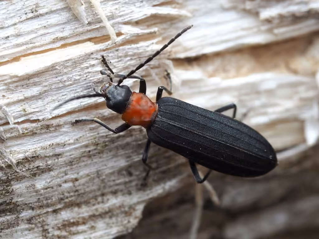 Red-necked False Blister Beetle, photo 2 of 5