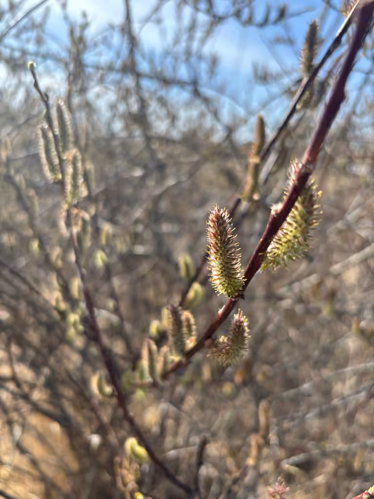 Saule pseudomonticole, En fleurs