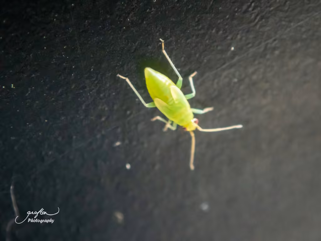 Punaise verte des pousses, Nymphe