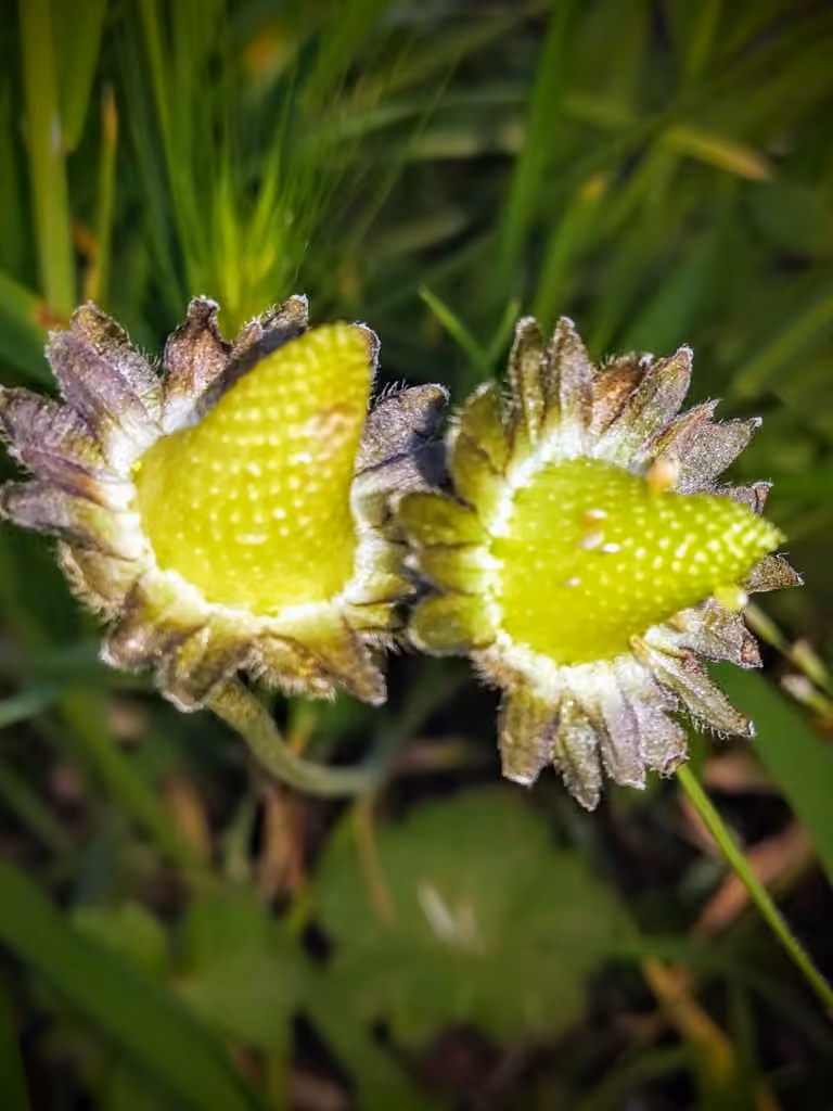 Pâquerette vivace, En fleurs